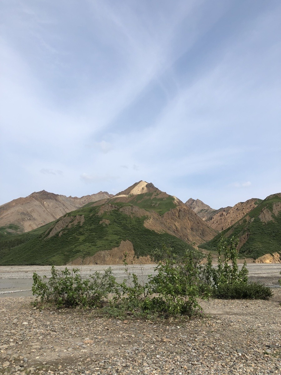 view from bus in denali national park.