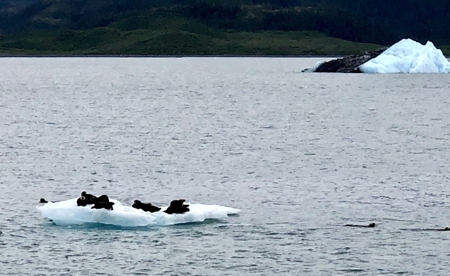 sea otters using an iceberg as a raft in prince william sound.