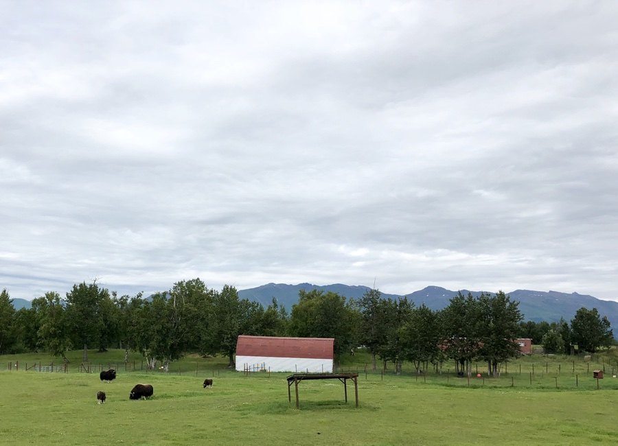 a visit to the musk ox farm in palmer alaska.