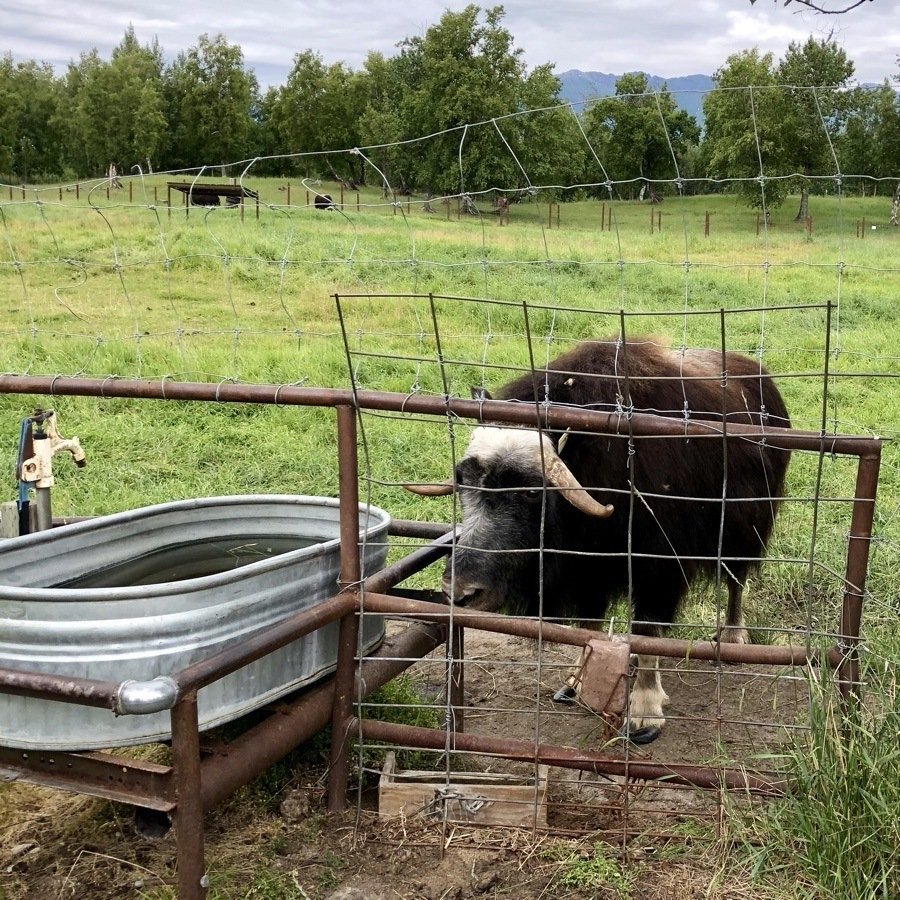 musk ox at the water trough in palmer alaska.