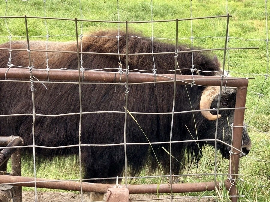 close up of a musk ox at the musk ox farm.