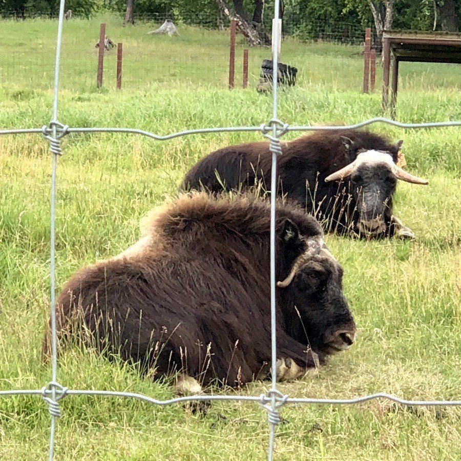 resting musk ox at the musk ox farm.