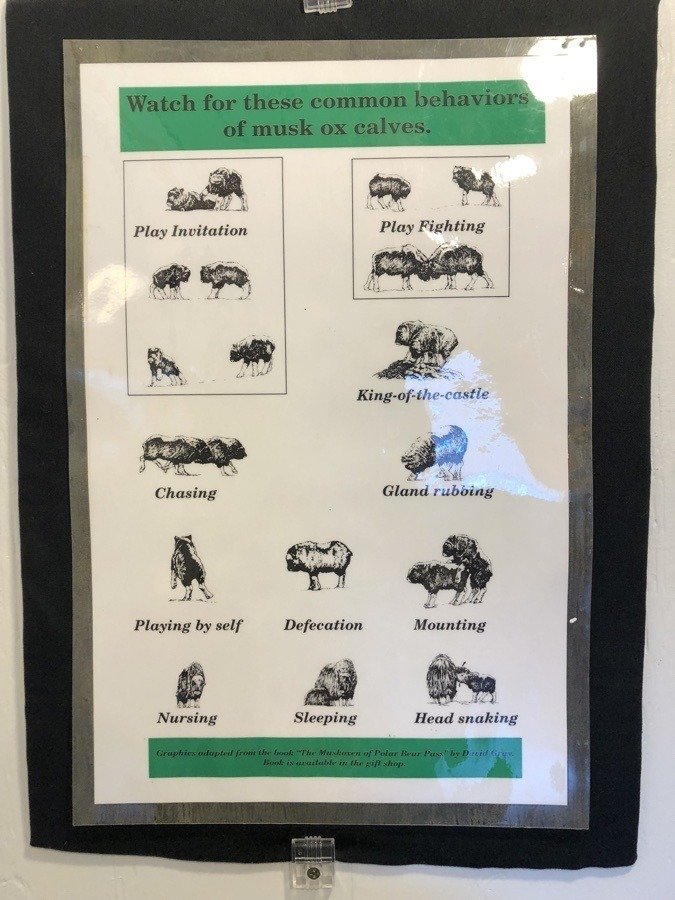 a chart of musk ox behaviors.