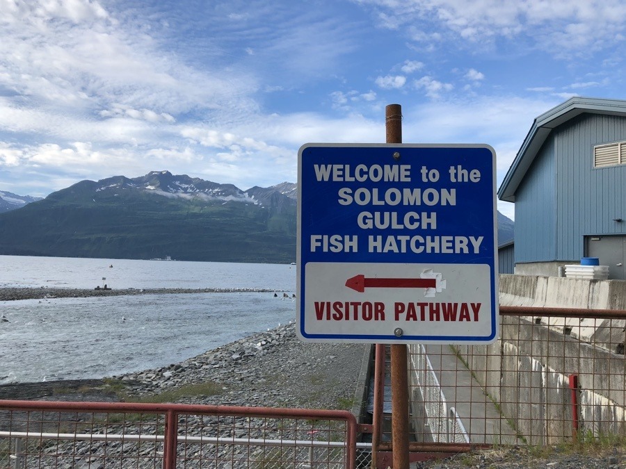 solomon gulch fish hatchery in valdez alaska.