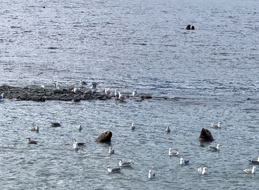 sea lions at solomon gulch fish hatchery in valdez alaska.