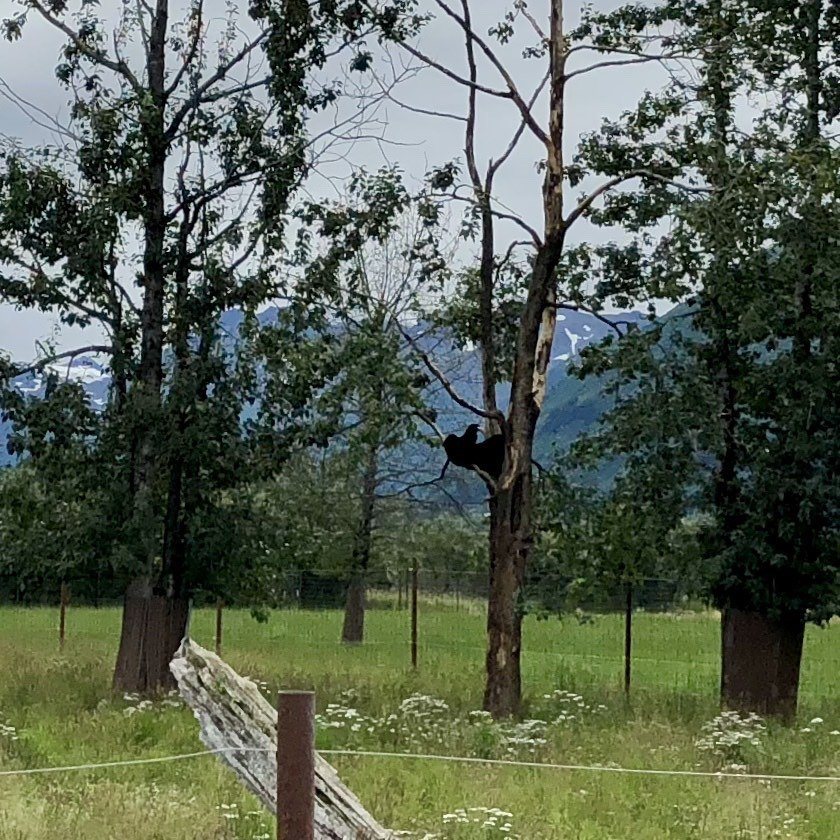 bear in tree at alaska wildlife conservation center.
