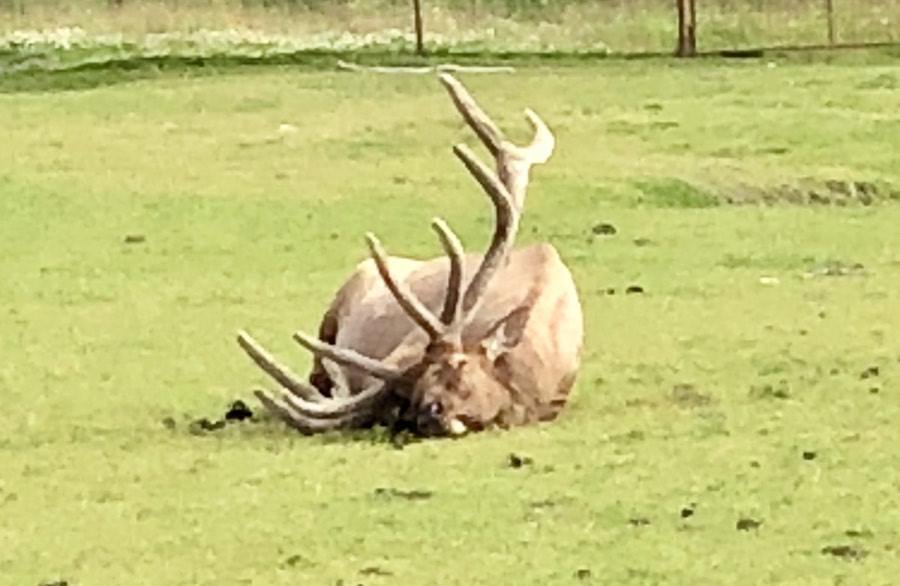 resting elk at alaska wildlife conservation center.