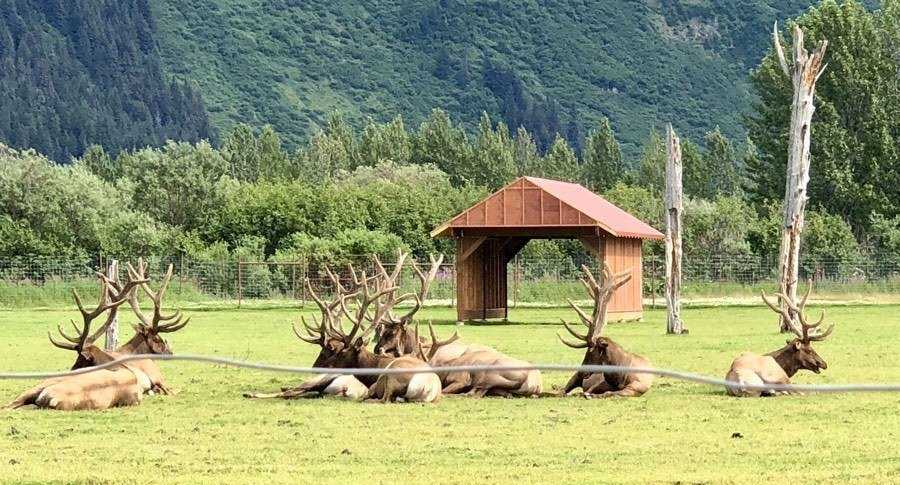 a group of bull elk at alaska wildlife conservation center.