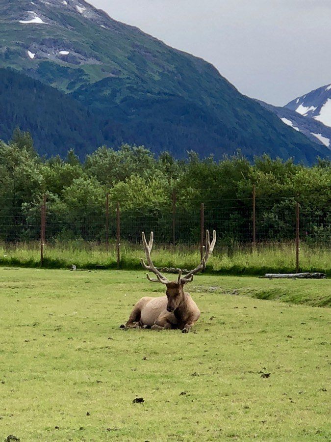 an elk at alaska wildlife conservation center.