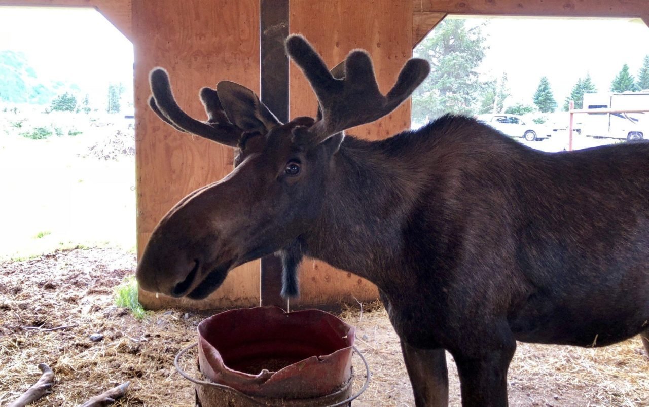 moose in barn at alaska wildlife conservation center.