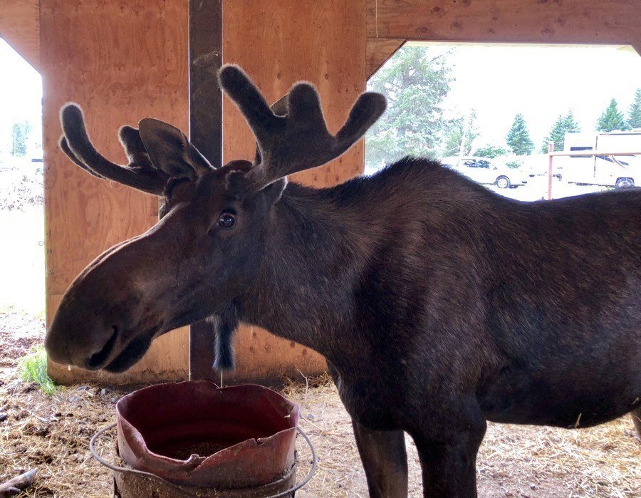 moose at alaska wildlife conservation center.