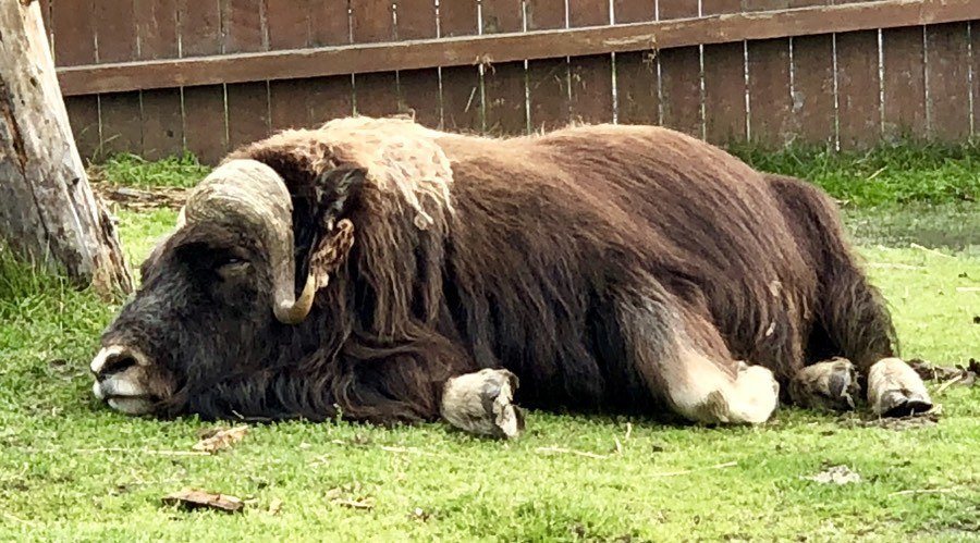 sleeping musk ox at alaska wildlife conservation center.