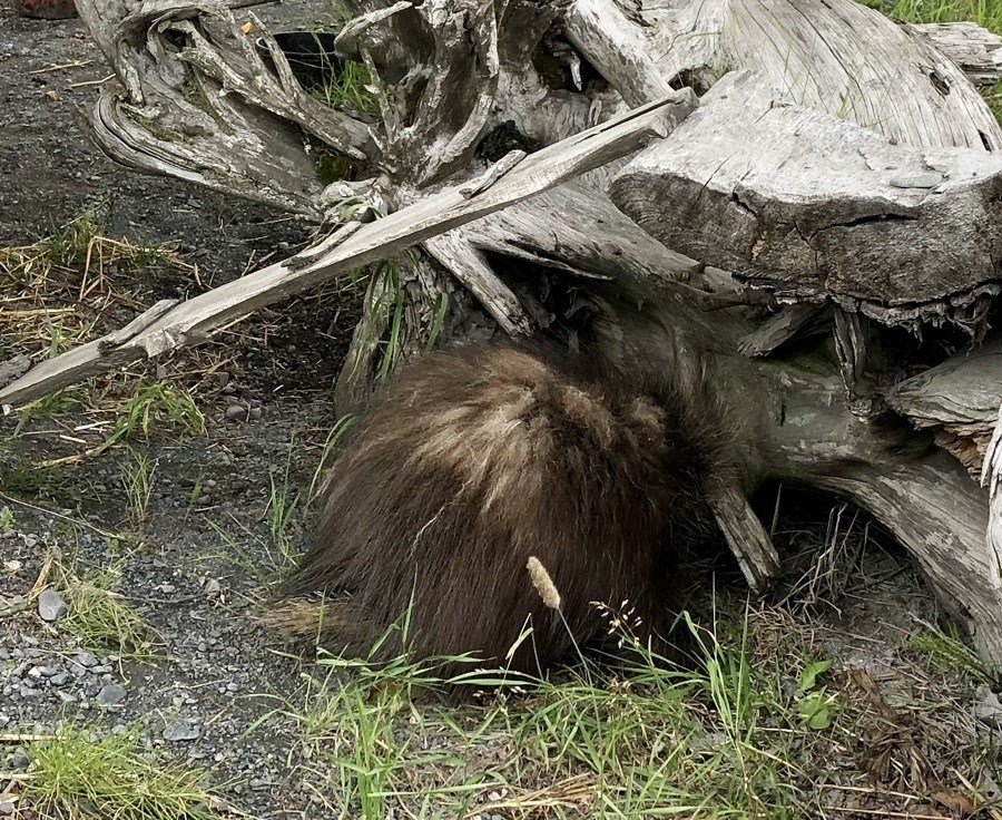 porcupine at alaska wildlife conservation center.