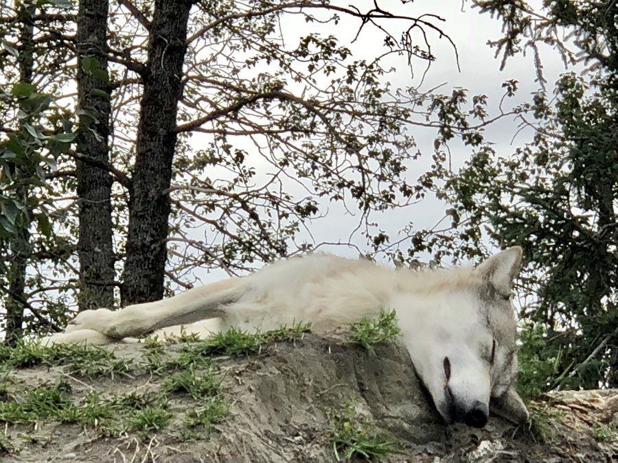 wolf at alaska wildlife conservation center.