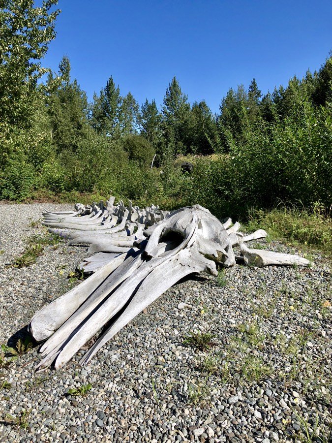 whale skeleton at alaska native heritage center in anchorage.