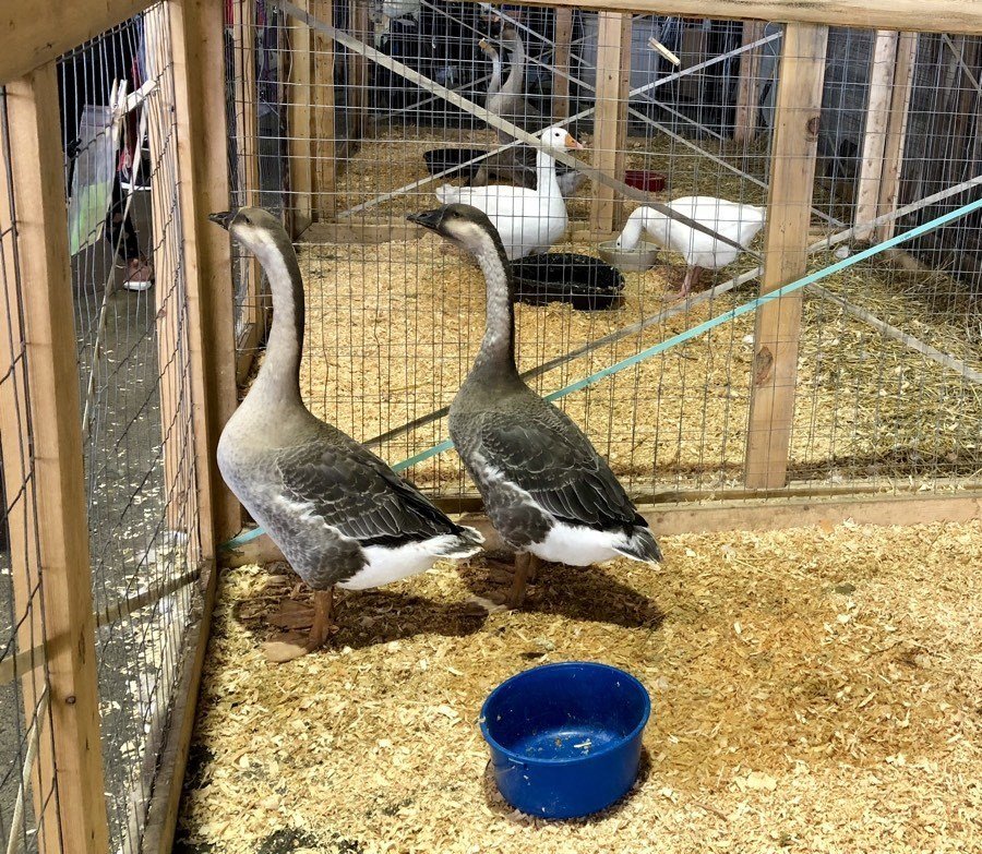 geese at the alaska state fair.