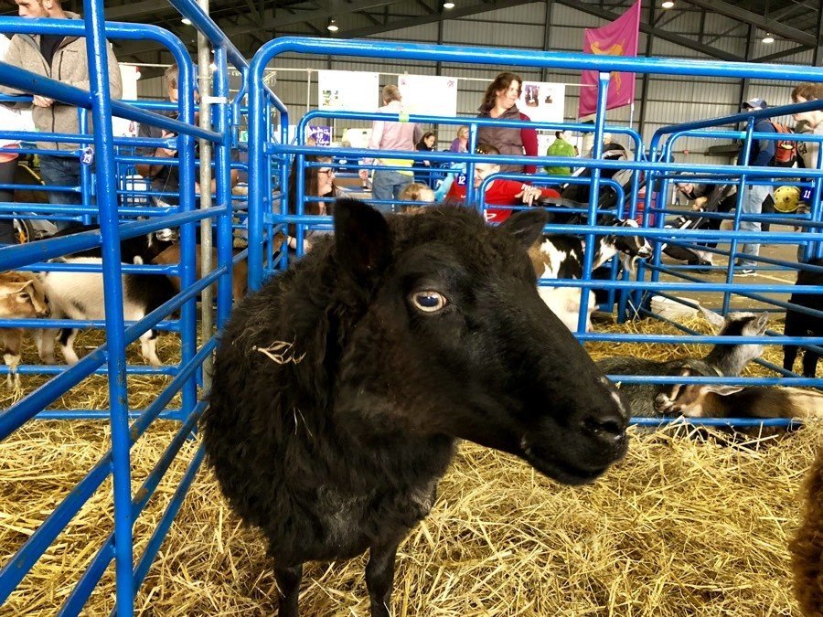 goat at the alaska state fair.