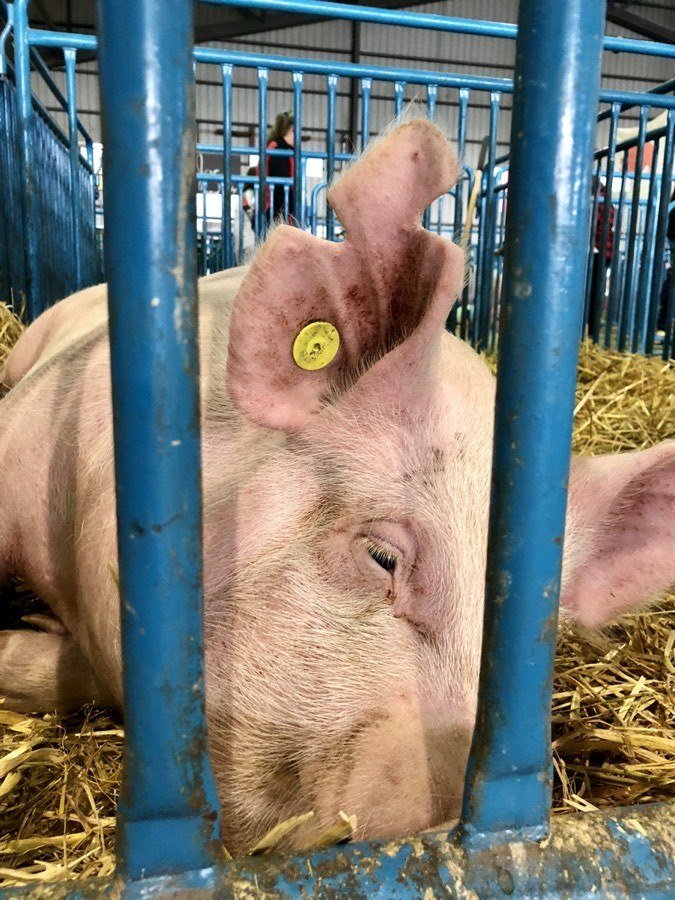 sad pig at the alaska state fair.