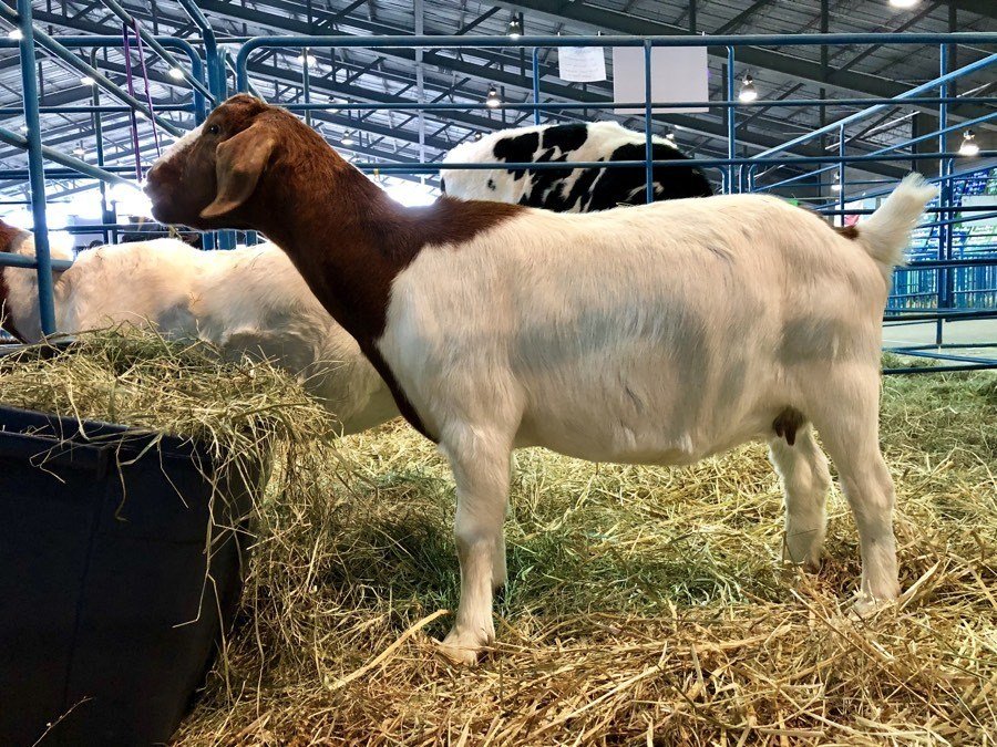 brown and white goat at the alaska state fair.