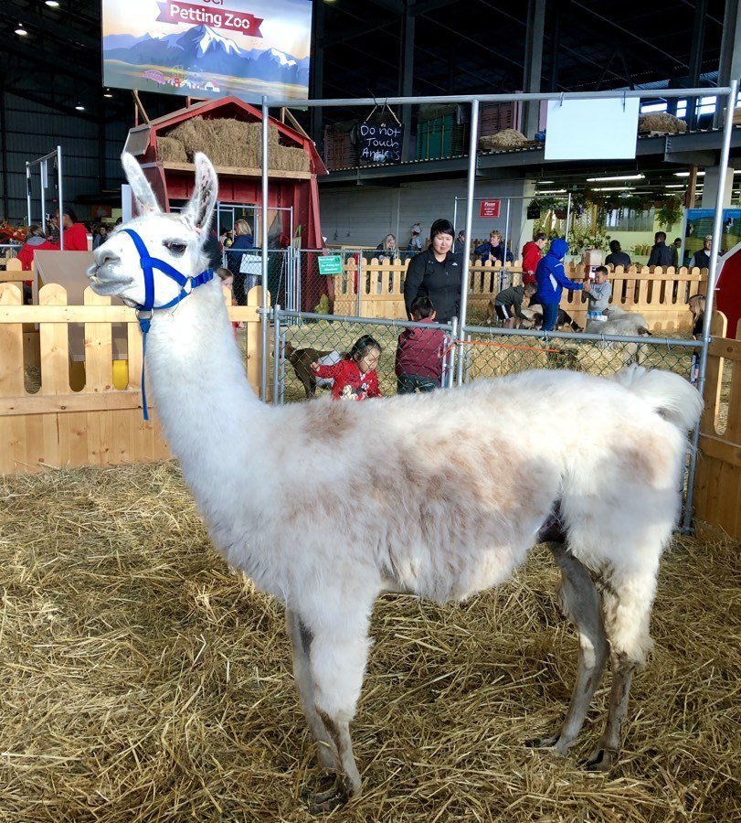 llama at the alaska state fair.