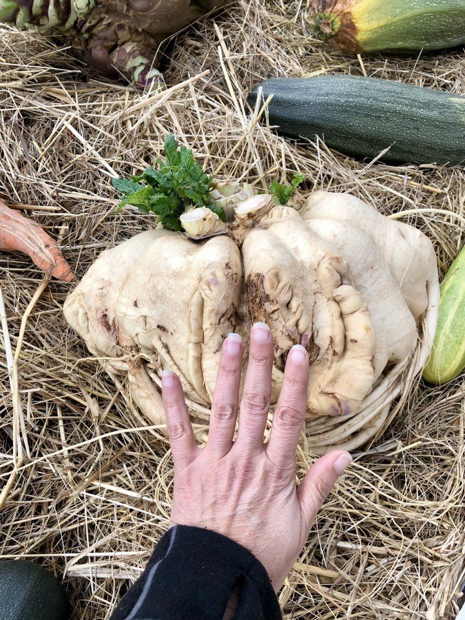 giant root vegetable at the alaska state fair.