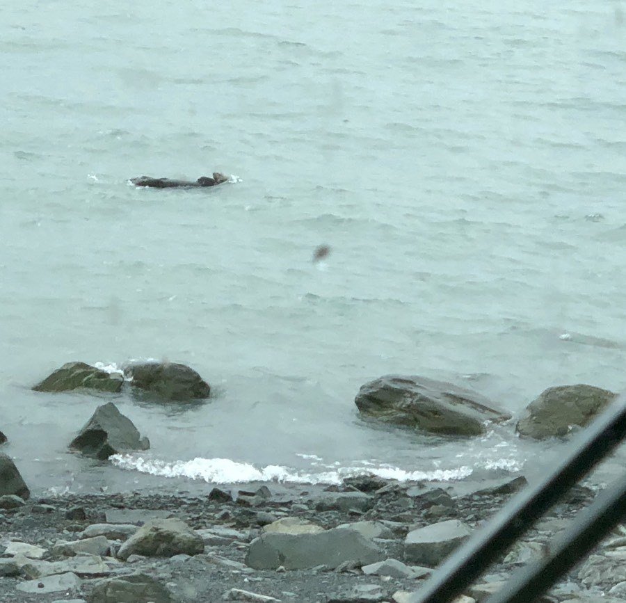 sea otter in front of our RV in Seward, Alaska.