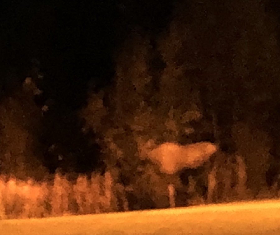 moose at night in talkeetna.