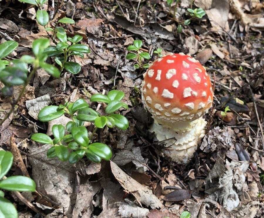 mushroom on the upper kenai river trail.