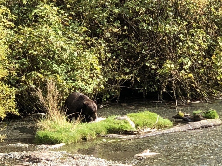black bear at Fish Creek Wildlife Observation Site in Hyder, Alaska.