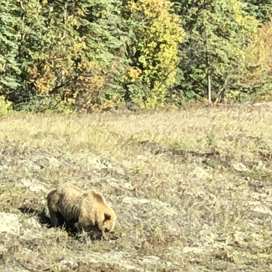 grizzly bear digging for snacks on the side of the road.