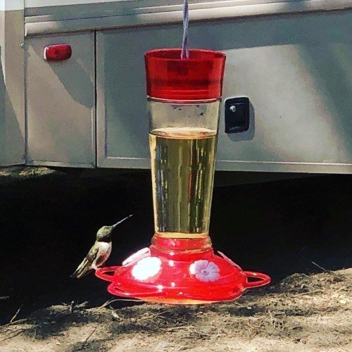 hummingbird feeder with a hummingbird on it and an RV in the background.