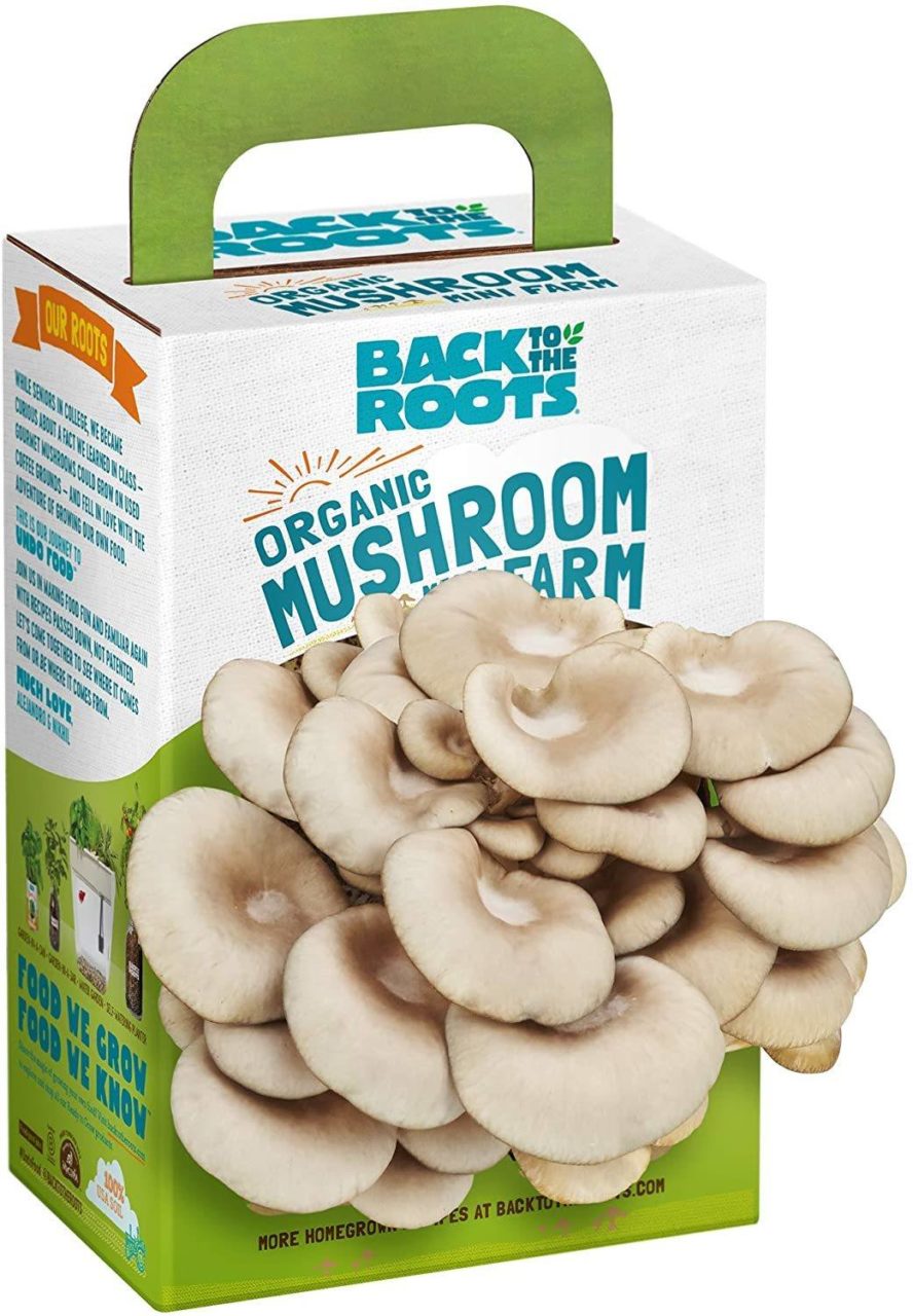 mushroom growing kit.