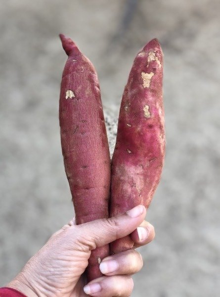 2 sweet potatoes being held in a hand.