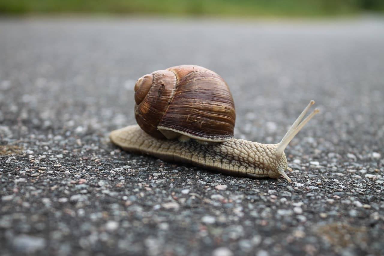 snail crawling across pavement.