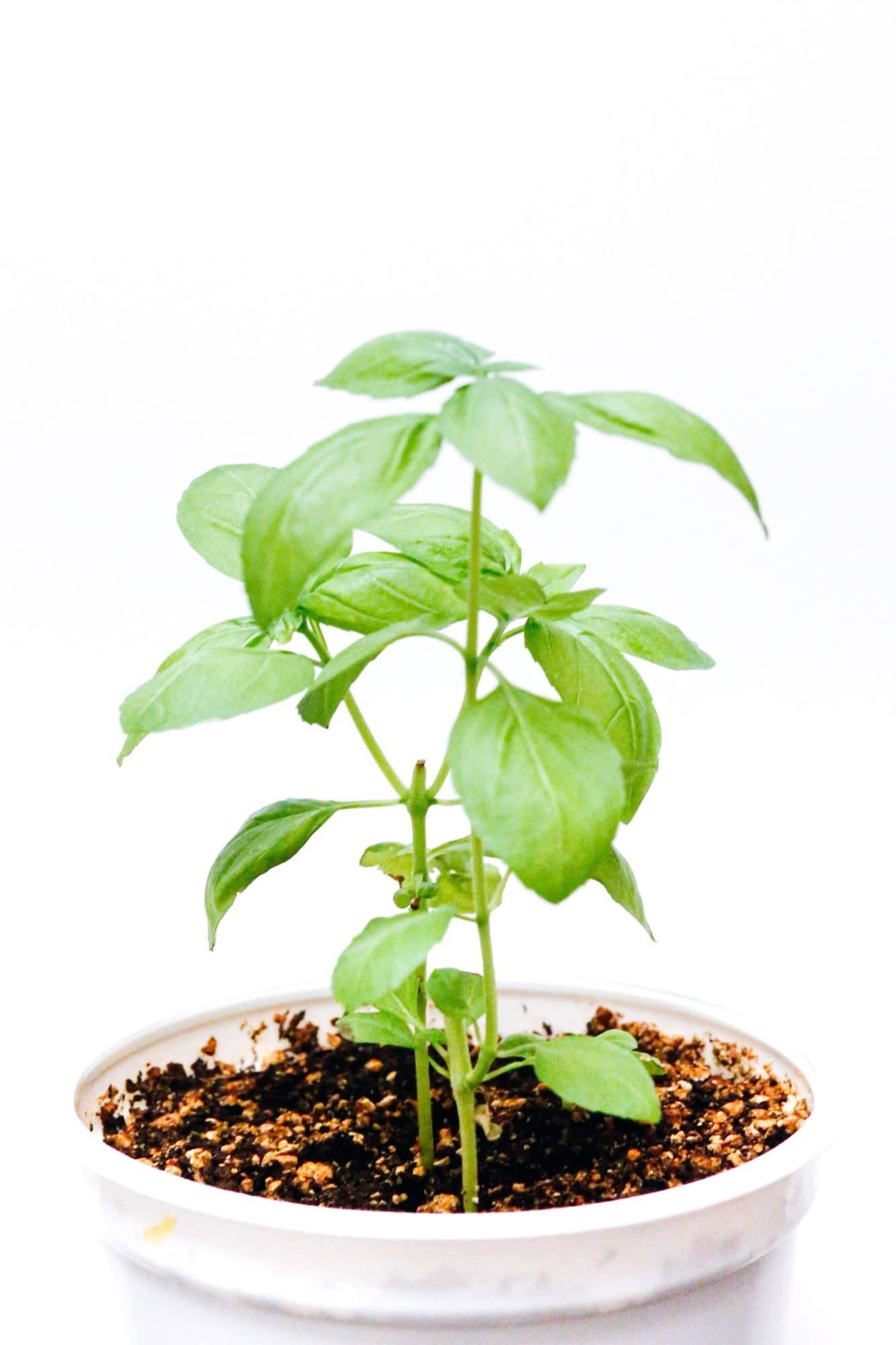 basil plant in a pot.